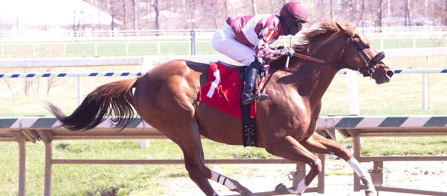 A horse at full gallop along the rail at Laurel Park