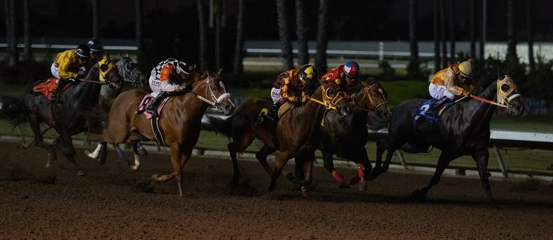 Quarter Horses racing under the lights at Los Alamitos