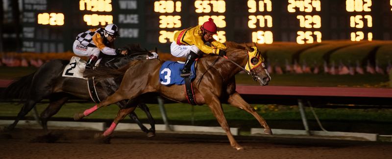 Quarter Horses racing at night at Los Alamitos