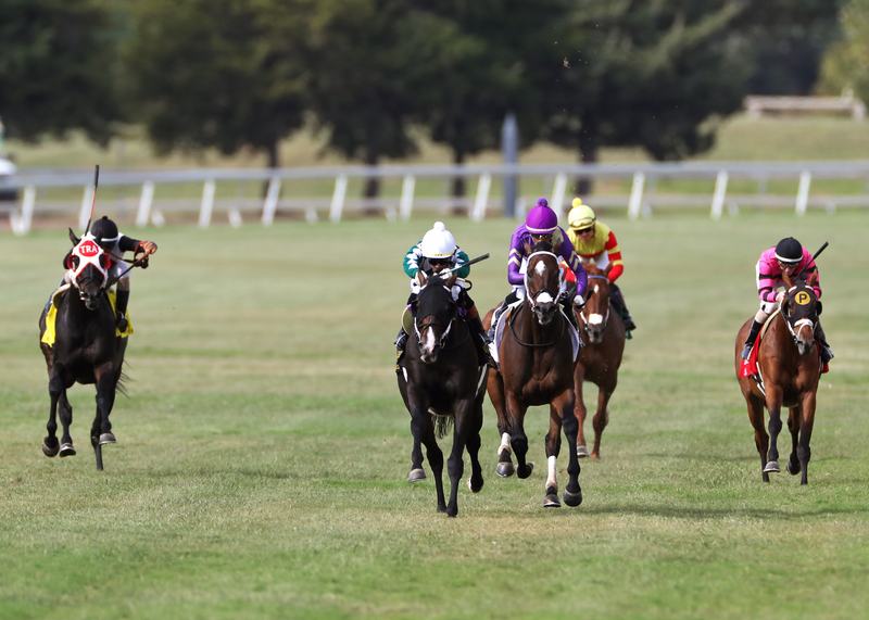 Horses racing head-on down the turf at Remington Park
